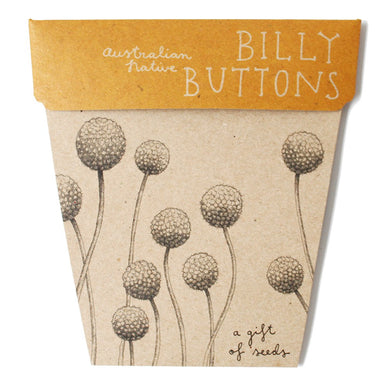A GIFT OF SEEDS BILLY BUTTONS ECHO CARD