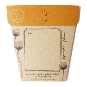 A GIFT OF SEEDS BILLY BUTTONS ECHO CARD