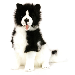 BORDER COLLIE TOMMY 35CM
