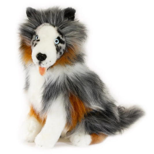 Oakley  (Australian Shepherd - 35cm sitting, Blue Merle)