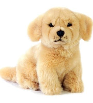 GOLDEN RETRIEVER - CHANEL SITTING