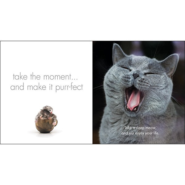 LITTLE BOOK OF CATITUDE